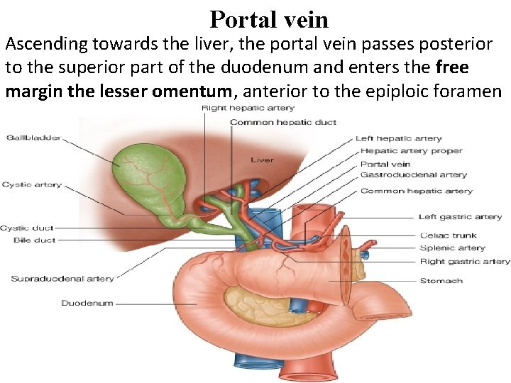 Large Blood Vessels Of The Gut The Coeliac