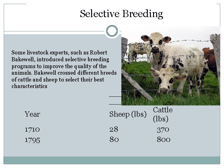 Selective Breeding Some livestock experts, such as Robert Bakewell, introduced selective breeding programs to