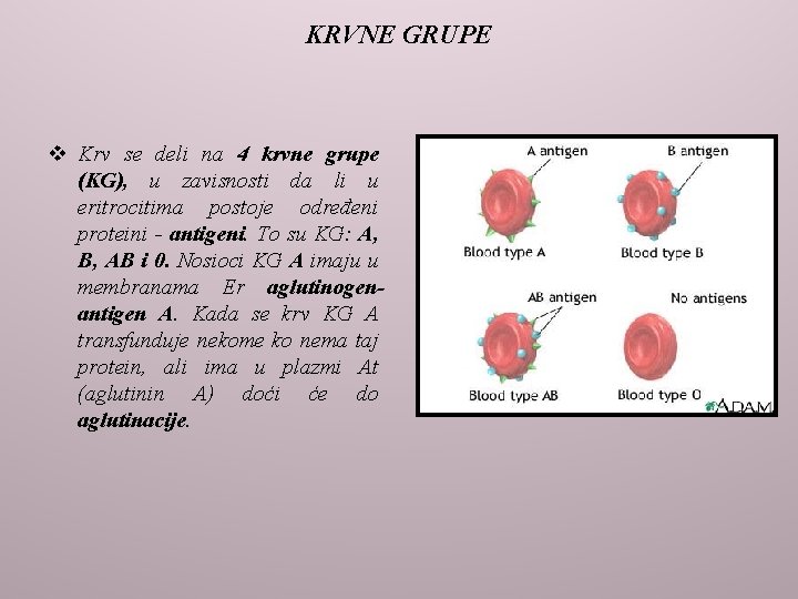 KRVNE GRUPE v Krv se deli na 4 krvne grupe (KG), u zavisnosti da