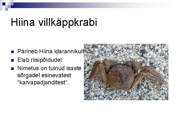 Hiina villkäppkrabi n n n Pärineb Hiina idarannikult. Elab riisipõldudel. Nimetus on tulnud isaste