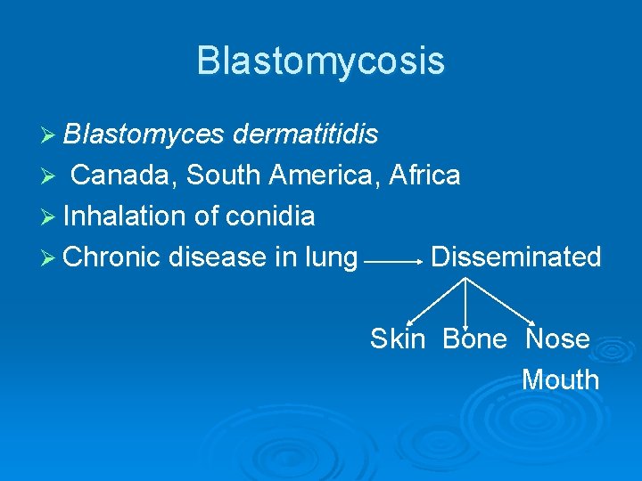 Blastomycosis Ø Blastomyces dermatitidis Canada, South America, Africa Ø Inhalation of conidia Ø Chronic