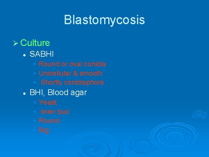 Blastomycosis Ø Culture l SABHI • • • l Round or oval conidia Unicellular