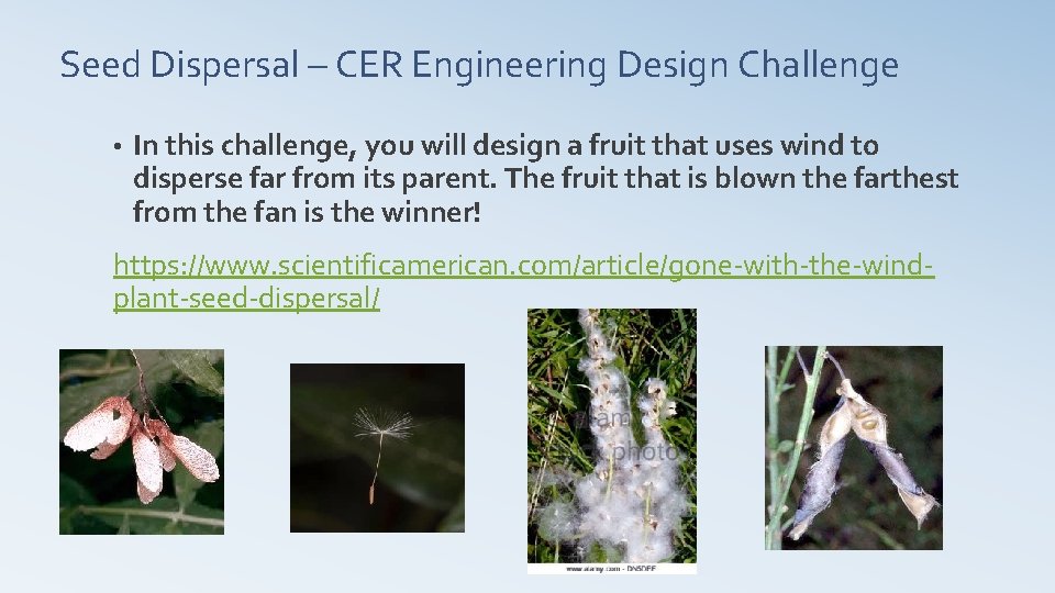 Seed Dispersal – CER Engineering Design Challenge • In this challenge, you will design
