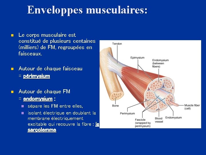 Enveloppes musculaires: n Le corps musculaire est constitué de plusieurs centaines (milliers) de FM,