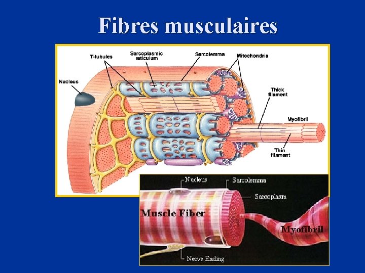 Fibres musculaires 