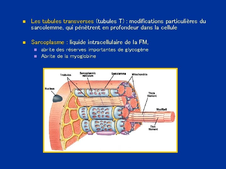 n Les tubules transverses (tubules T) : modifications particulières du sarcolemme, qui pénètrent en