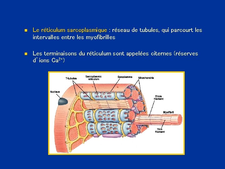 n Le réticulum sarcoplasmique : réseau de tubules, qui parcourt les intervalles entre les