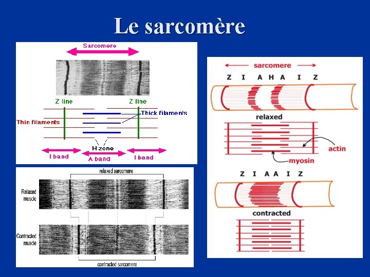 Le sarcomère 