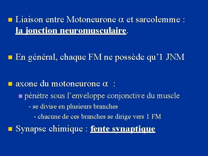 n Liaison entre Motoneurone et sarcolemme : la jonction neuromusculaire. n En général, chaque