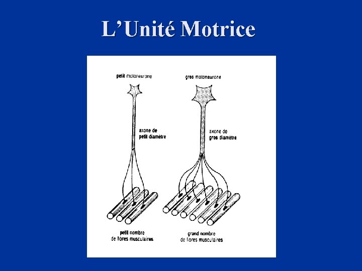 L’Unité Motrice 