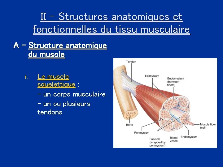 II - Structures anatomiques et fonctionnelles du tissu musculaire A - Structure anatomique du
