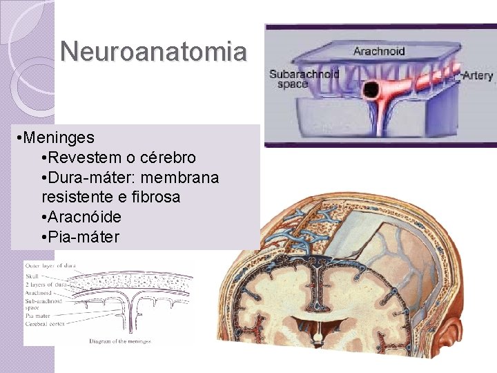 Neuroanatomia • Meninges • Revestem o cérebro • Dura-máter: membrana resistente e fibrosa •