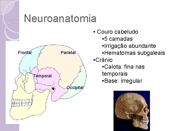 Neuroanatomia Frontal Parietal Temporal Occipital • Couro cabeludo • 5 camadas • Irrigação abundante