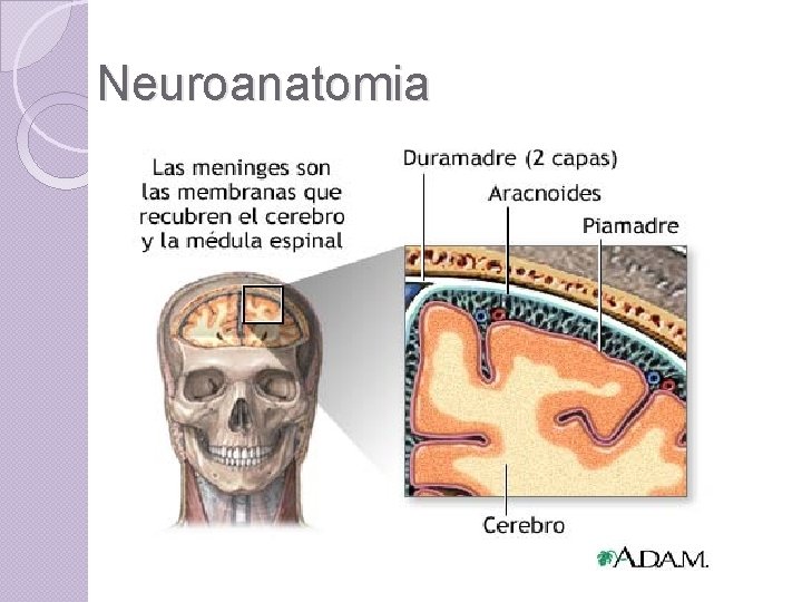 Neuroanatomia 