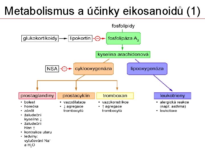 Metabolismus a účinky eikosanoidů (1) 