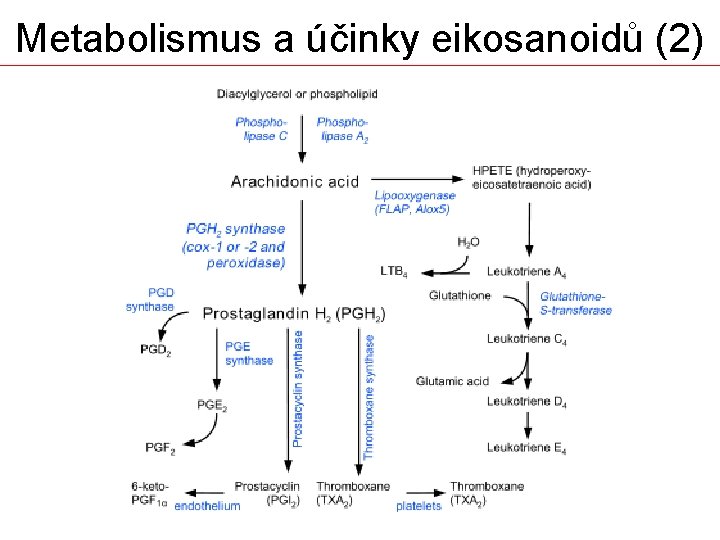 Metabolismus a účinky eikosanoidů (2) 