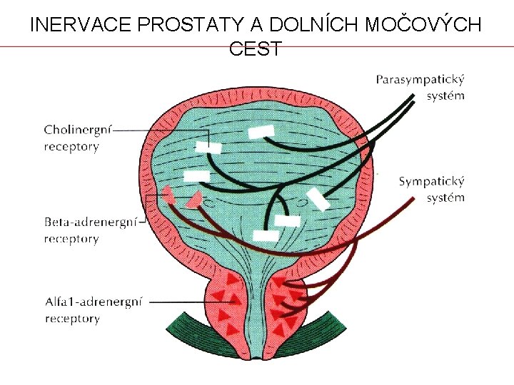 INERVACE PROSTATY A DOLNÍCH MOČOVÝCH CEST 