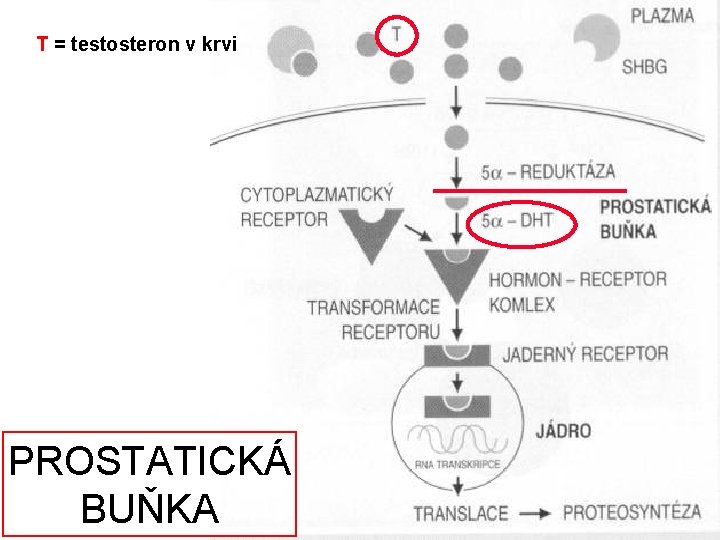 T = testosteron v krvi PROSTATICKÁ BUŇKA 