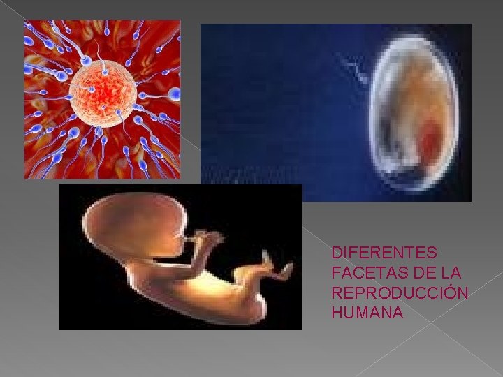 DIFERENTES FACETAS DE LA REPRODUCCIÓN HUMANA 