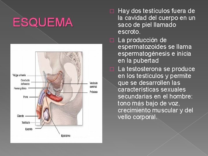 Hay dos testículos fuera de la cavidad del cuerpo en un saco de piel