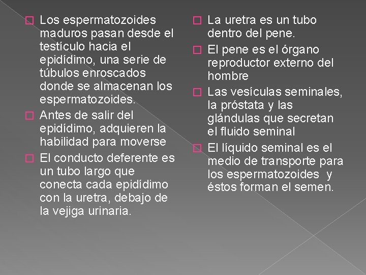 Los espermatozoides maduros pasan desde el testículo hacia el epidídimo, una serie de túbulos