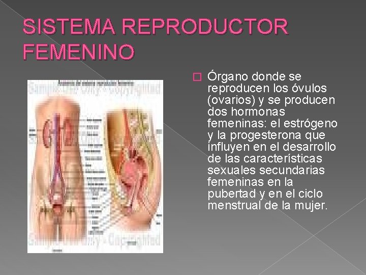 SISTEMA REPRODUCTOR FEMENINO � Órgano donde se reproducen los óvulos (ovarios) y se producen