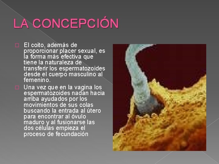 LA CONCEPCIÓN El coito, además de proporcionar placer sexual, es la forma más efectiva