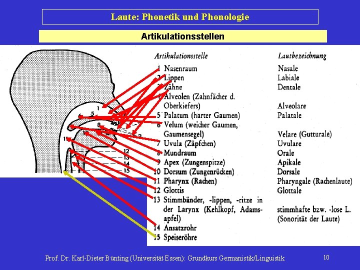 Laute: Phonetik und Phonologie Artikulationsstellen Prof. Dr. Karl-Dieter Bünting (Universität Essen): Grundkurs Germanistik/Linguistik 10