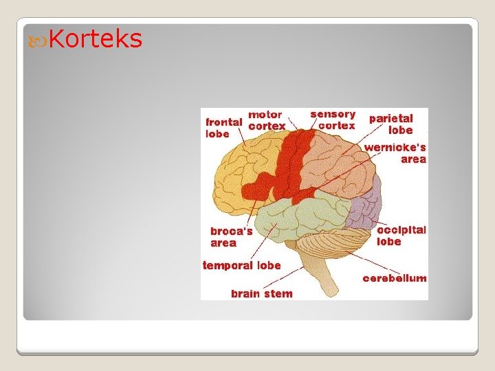  Korteks 