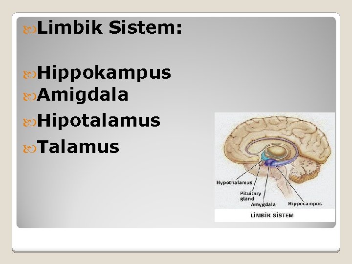  Limbik Sistem: Hippokampus Amigdala Hipotalamus Talamus 