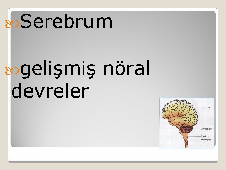  Serebrum gelişmiş devreler nöral 