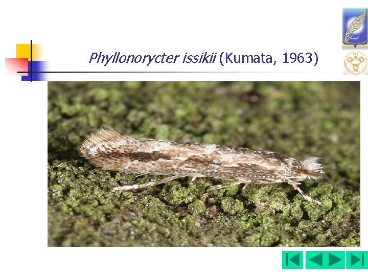 Phyllonorycter issikii (Kumata, 1963) 