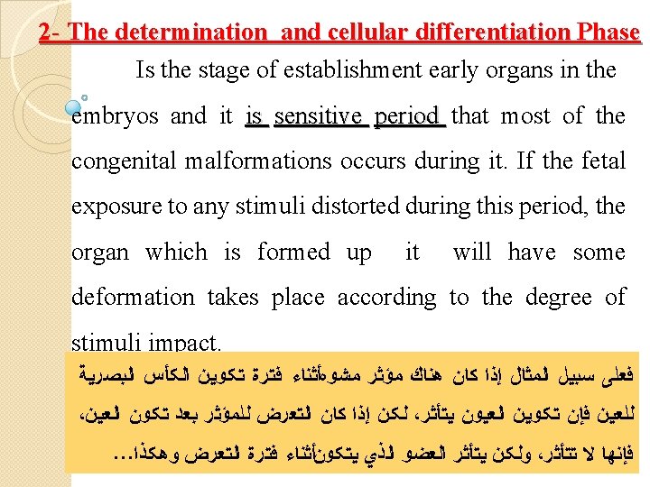 2 - The determination and cellular differentiation Phase Is the stage of establishment early