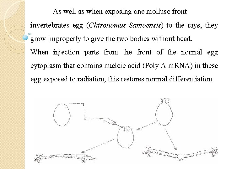 As well as when exposing one mollusc front invertebrates egg (Chironomus Samoensis) to the