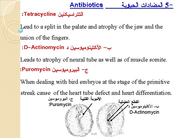 Antibiotics : Tetracycline ﺍﻟﺘﺘﺮﺍﺴﻴﻜﻠﻴﻦ ﺍﻟﻤﻀﺎﺩﺍﺕ ﺍﻟﺤﻴﻮﻴﺔ 5 - Lead to a split in the