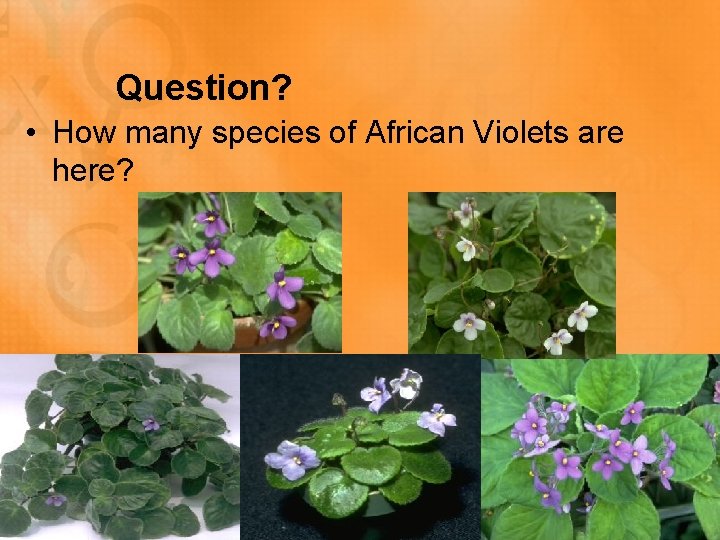 Question? • How many species of African Violets are here? 