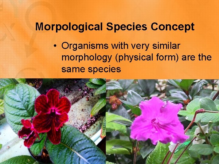 Morpological Species Concept • Organisms with very similar morphology (physical form) are the same
