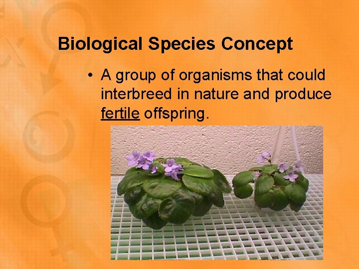 Biological Species Concept • A group of organisms that could interbreed in nature and