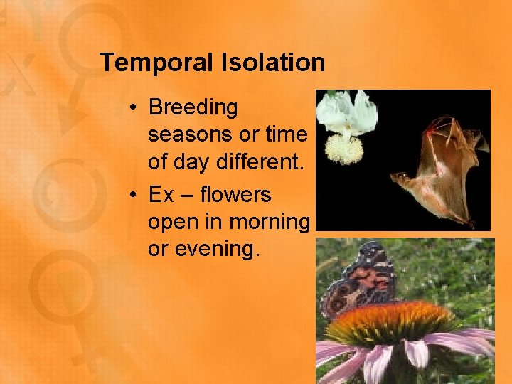 Temporal Isolation • Breeding seasons or time of day different. • Ex – flowers