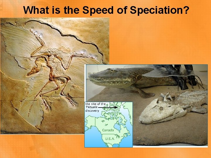 What is the Speed of Speciation? 
