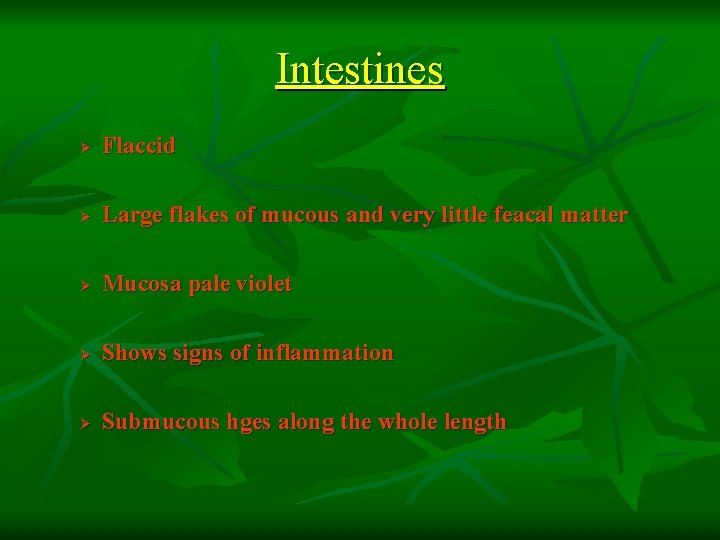 Intestines Ø Flaccid Ø Large flakes of mucous and very little feacal matter Ø