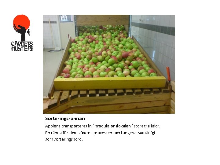Sorteringsrännan Äpplena transporteras in i produktionslokalen i stora trälådor. En ränna för dem vidare Sorteringsrännan Äpplena transporteras in i produktionslokalen i stora trälådor. En ränna för dem vidare
