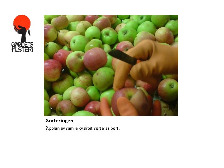 Sorteringen Äpplen av sämre kvalitet sorteras bort. Sorteringen Äpplen av sämre kvalitet sorteras bort.