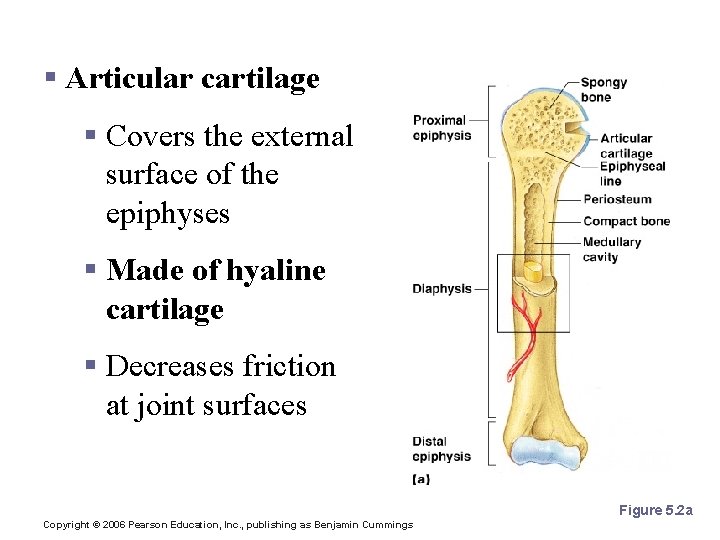 Structures of a Long Bone § Articular cartilage § Covers the external surface of