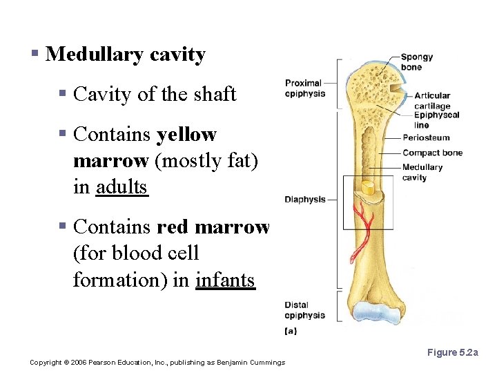 Structures of a Long Bone § Medullary cavity § Cavity of the shaft §