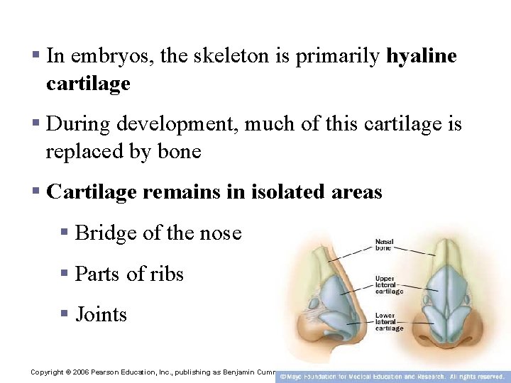 Changes in the Human Skeleton § In embryos, the skeleton is primarily hyaline cartilage