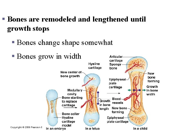 Bone Growth § Bones are remodeled and lengthened until growth stops § Bones change