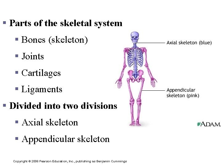 The Skeletal System § Parts of the skeletal system § Bones (skeleton) § Joints