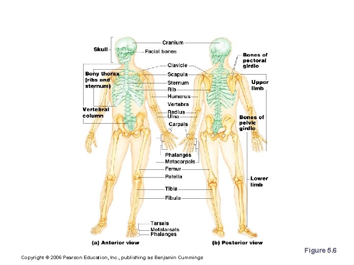 The Axial Skeleton Figure 5. 6 Copyright © 2006 Pearson Education, Inc. , publishing