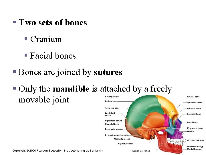 The Skull § Two sets of bones § Cranium § Facial bones § Bones